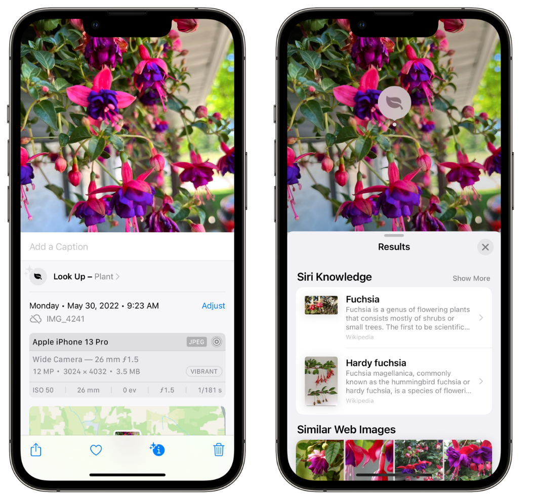 泰宁苹果手机维修分享小技巧：使用 iPhone 相机识别花卉植物 